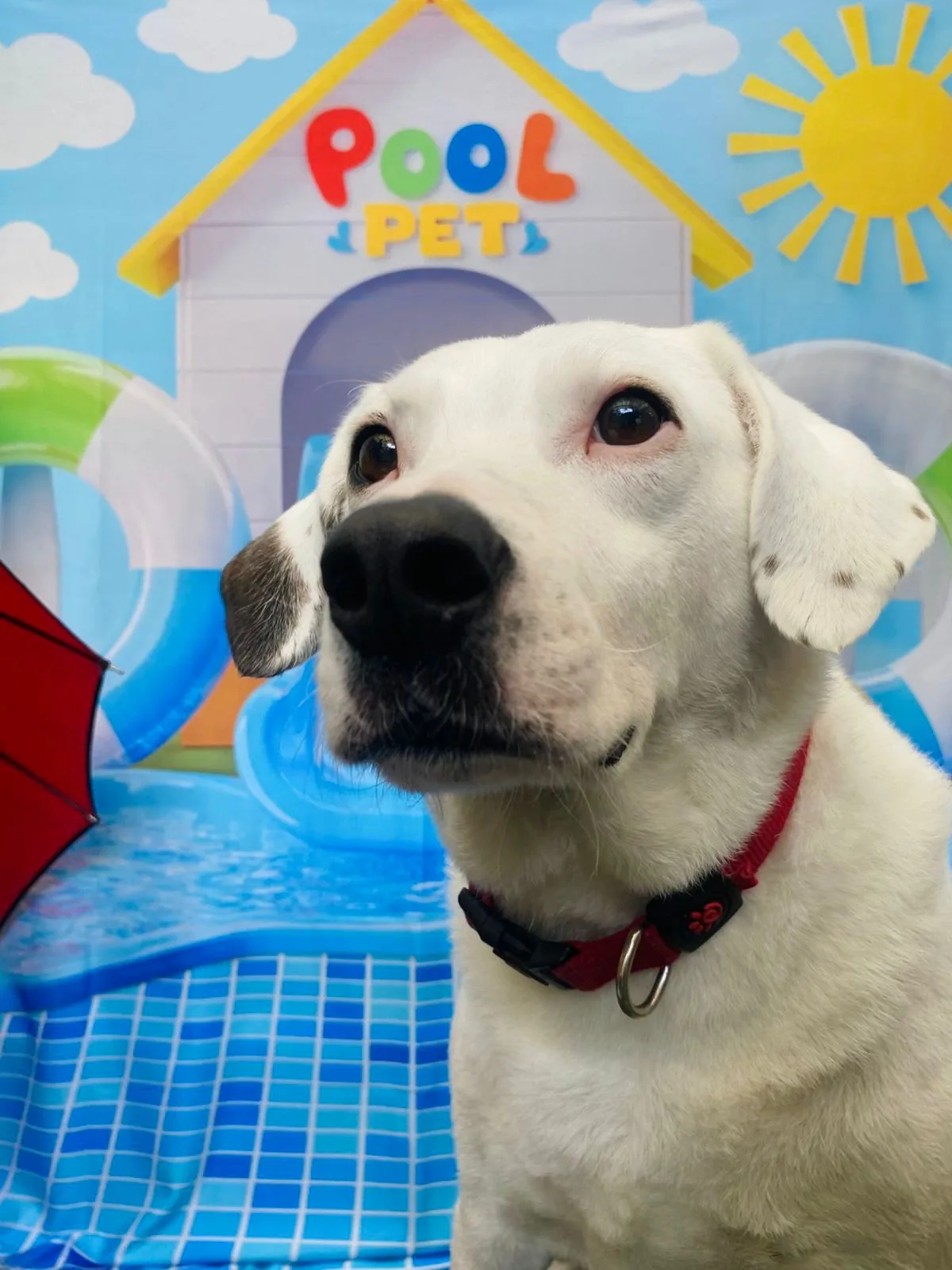 Pet se divertindo na creche da Clinicat — foto 4