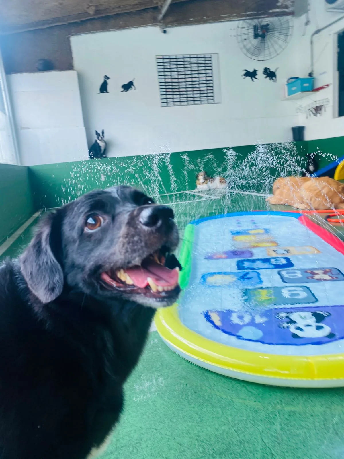 Pet se divertindo na creche da Clinicat — foto 11