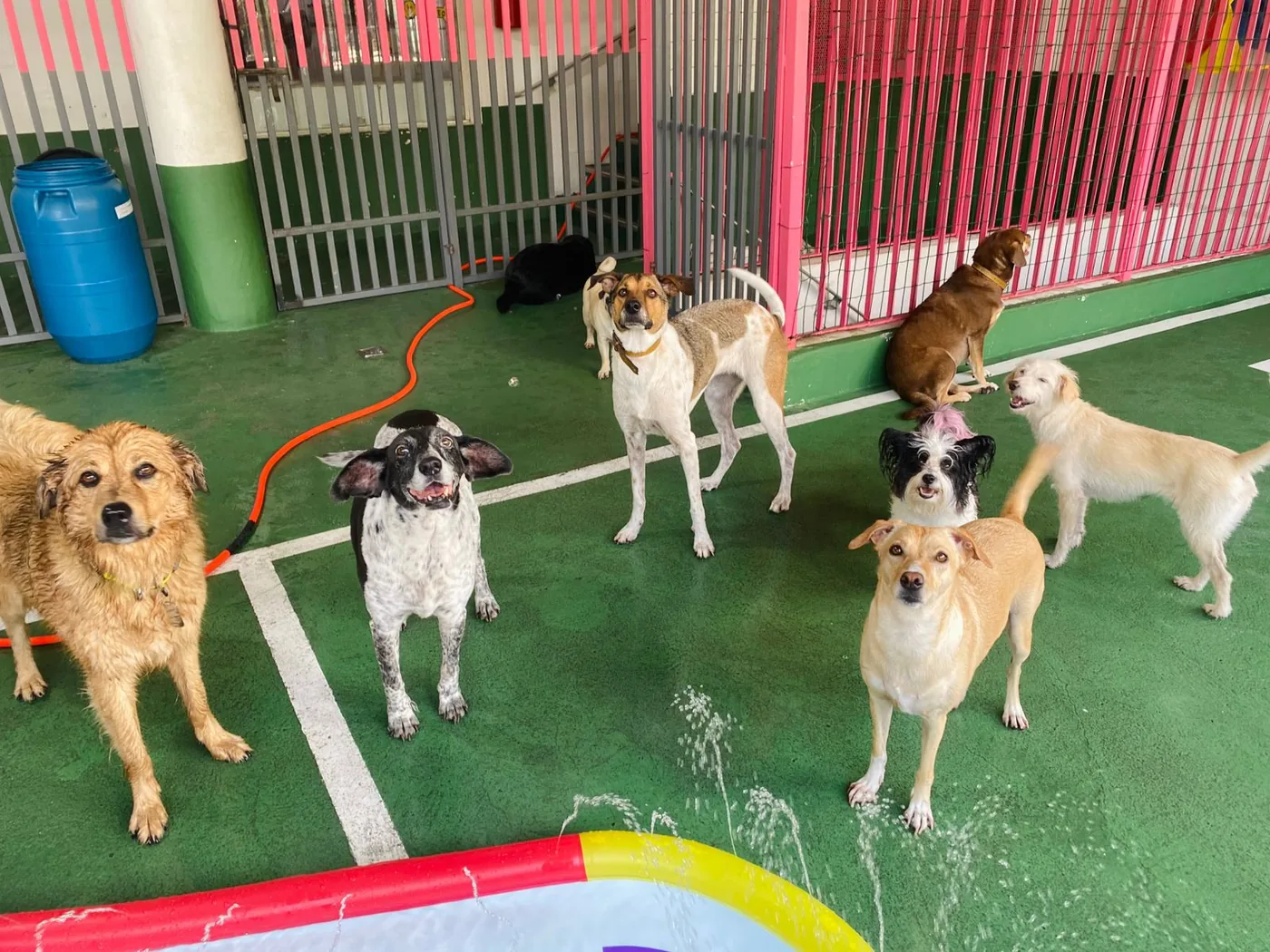 Pet se divertindo na creche da Clinicat — foto 12