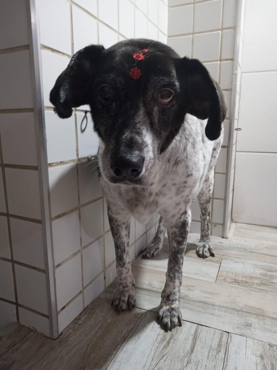 Acabamento caprichado, com laços de brinde