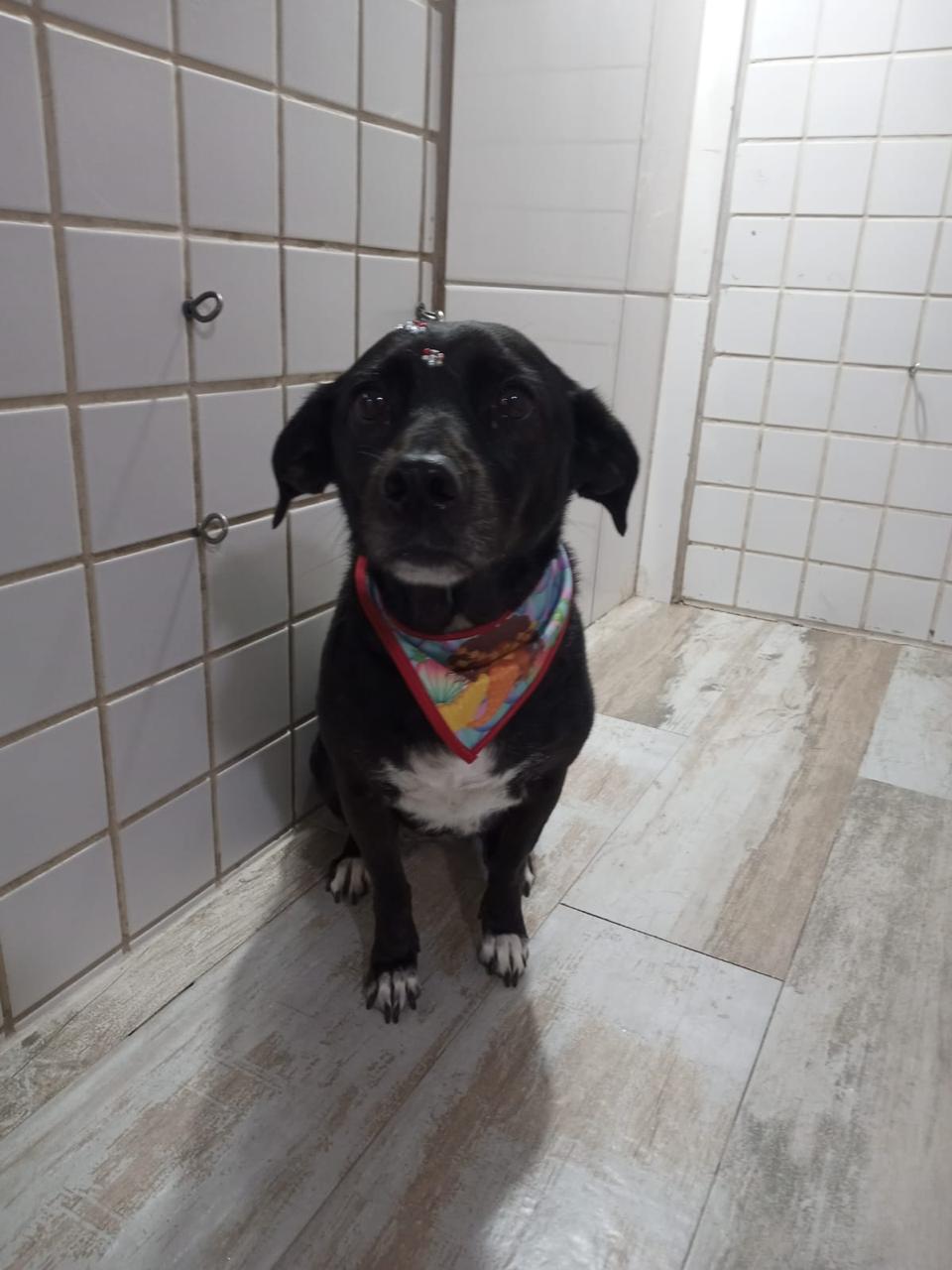 Banho com produtos adequados a cada pelagem