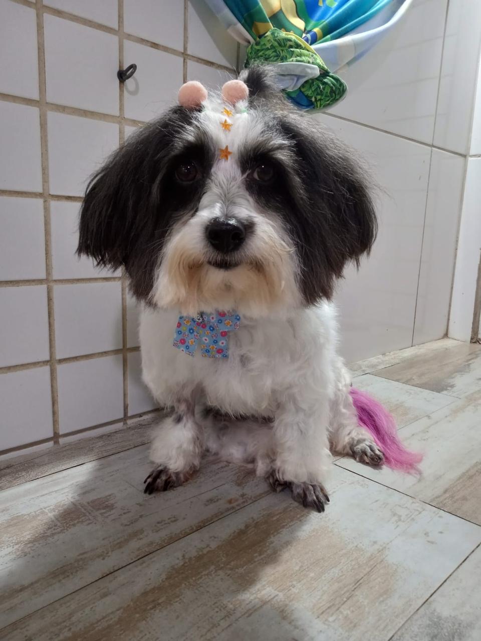 Tosa higiênica e estética