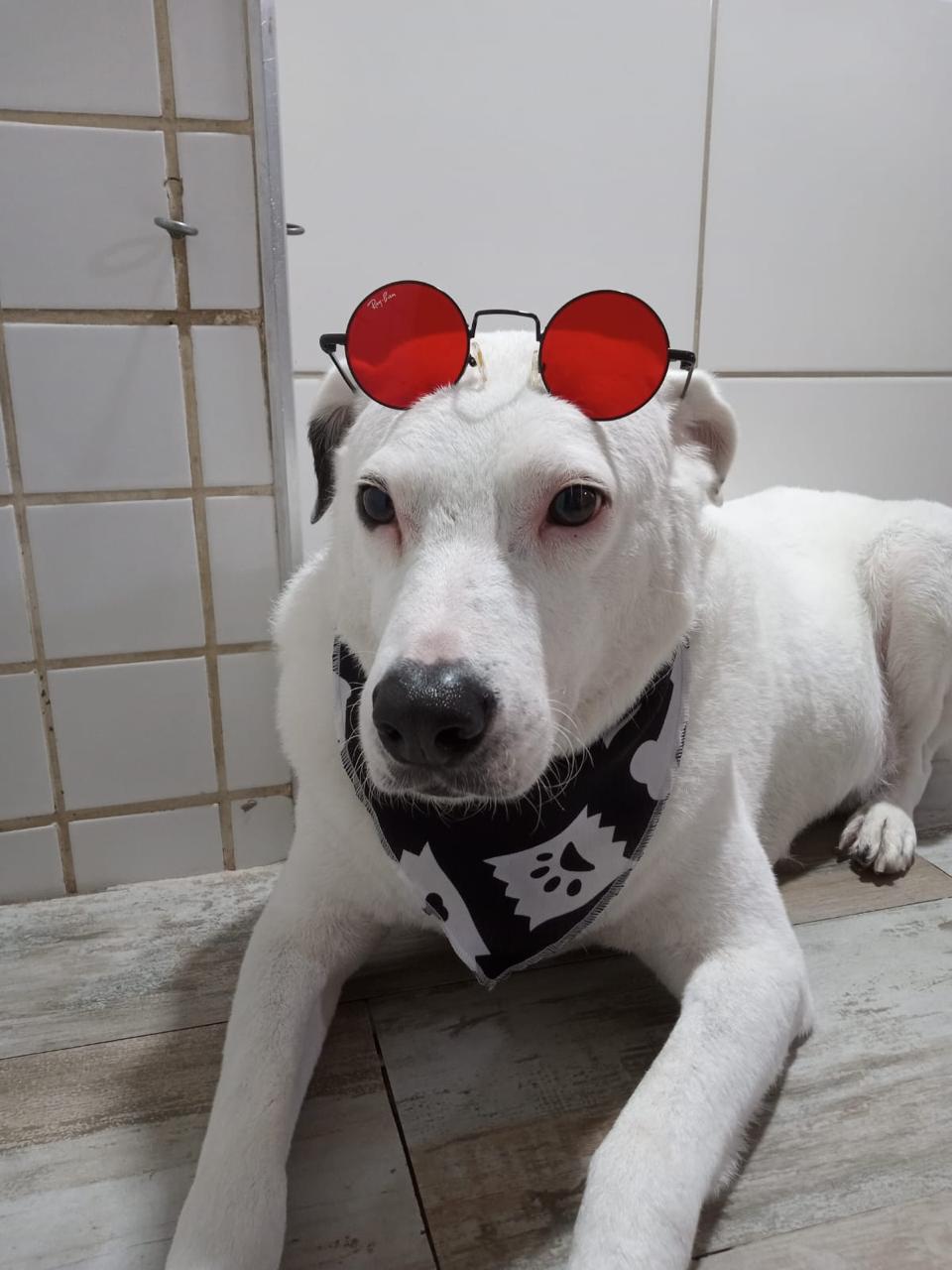 Ambiente tranquilo para o pet relaxar