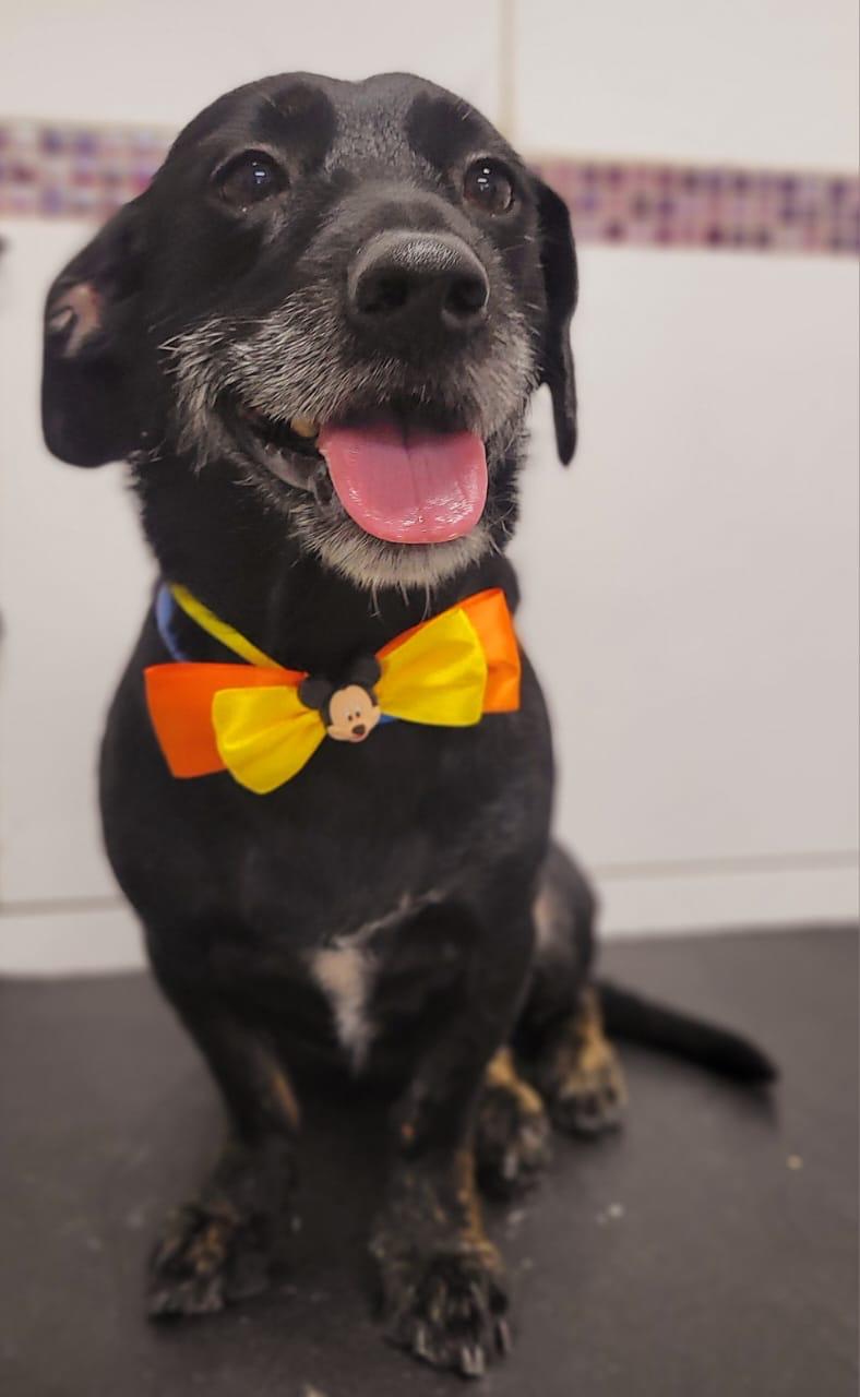 Pet feliz na hora de ir para casa